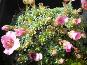 Saxifraga x anglicae 'Beryl'